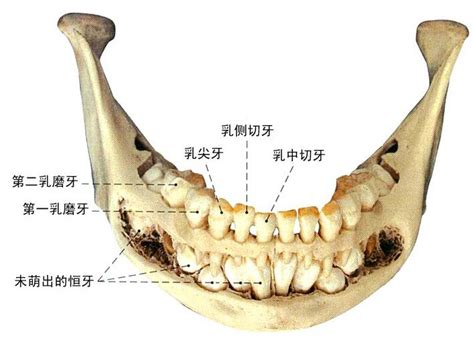 牙齒人|牙齿（脊椎动物高度钙化组织）